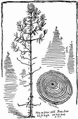 How the Pine Tree Tells Its Own Story