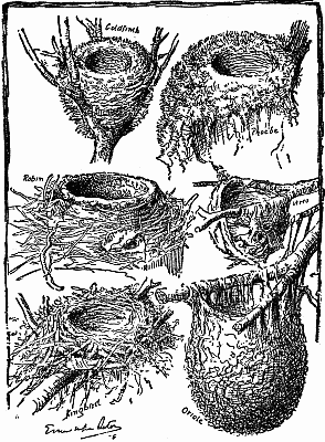 Nests of Kingbird, Oriole, Vireo, Robin, Goldfinch, Phoebe (1/4 life size)