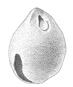 Fig. 261—Clay Bell from Awatobi (natural size)