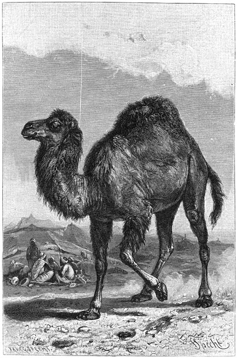 Dromedaris (Camelus dromedarius).