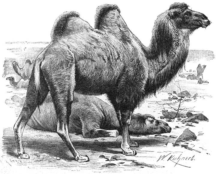 Tweebultige Kameel (Camelus bactrianus). 1/22 v. d. ware grootte.