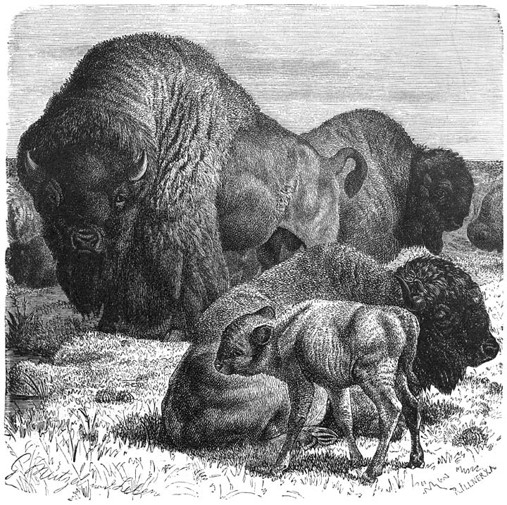 Bison (Bos americanus). 1/27 v. d. ware grootte.