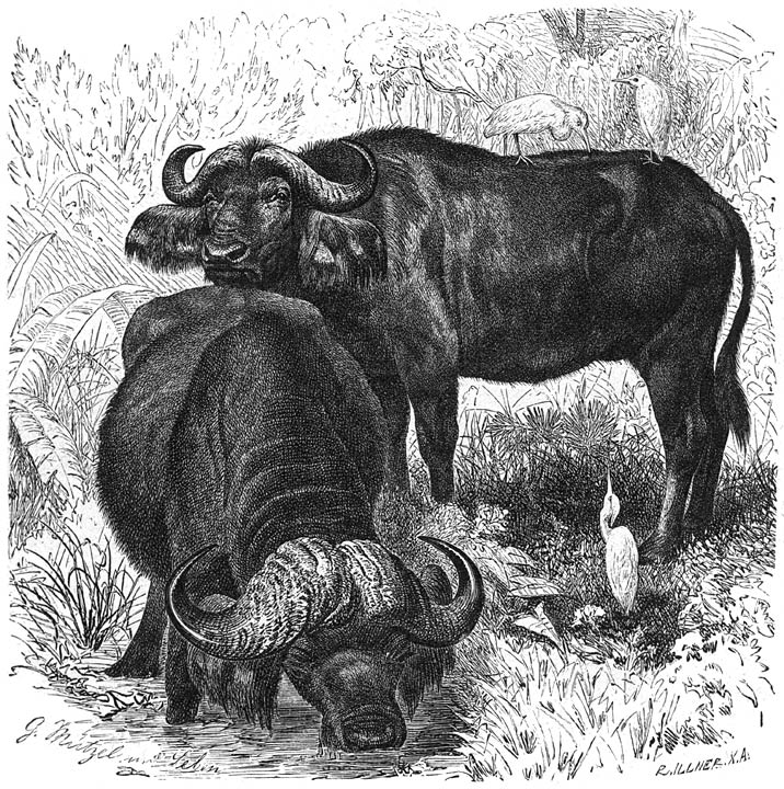 Kaapsche Buffel (Bos caffer). 1/25 v. d. ware grootte.