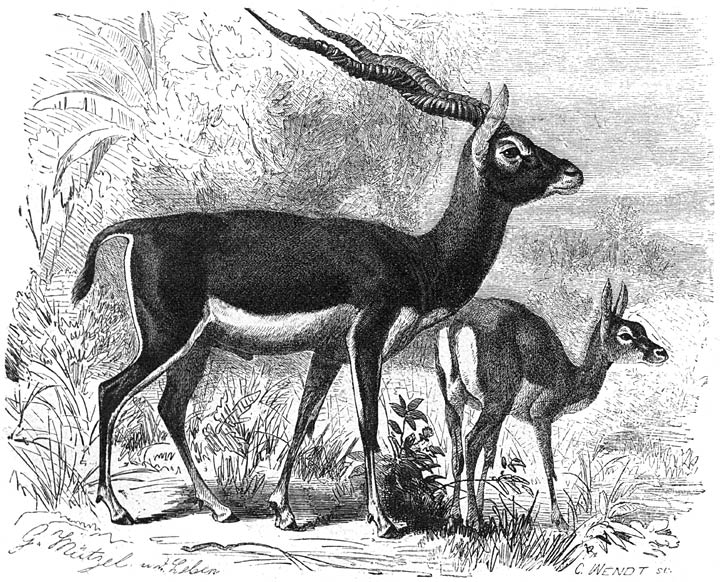 Sasi of Indische Antilope (Antilope cervicapra). 1/10 v. d. ware grootte.