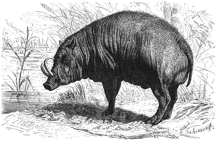 Hertzwijn (Porcus babyrussa). 1/8 v. d. ware grootte.