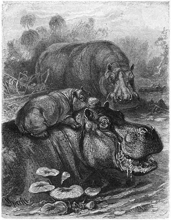 Nijlpaard (Hippopotamus amphibius). 1/20 v. d. ware grootte.