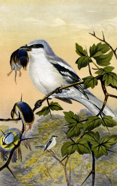 GREAT GREY SHRIKE, OR BUTCHER BIRD, WITH ITS
VICTIMS—SHREWS AND BLUE TITMOUSE.