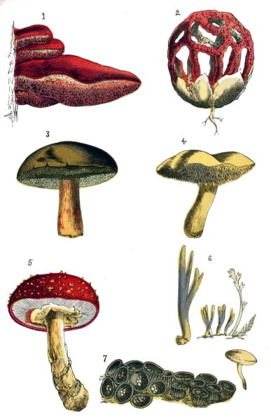 FUNGI.

1.—Beef-steak Fungus.
2.—Latticed Stinkhorn, (very rare.)
3.—Boletus.
4.—Hedgehog Mushroom.
5.—Fly Agaric.
6.—Clavaria.
7.—Bird's-nest Fungus; b, Sporangium of ditto, magnified.
