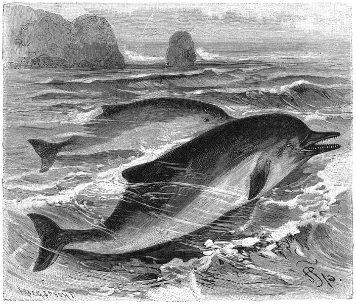 Gewone Dolfijn (Delphinus delphis). 1/18 v. d. ware grootte.