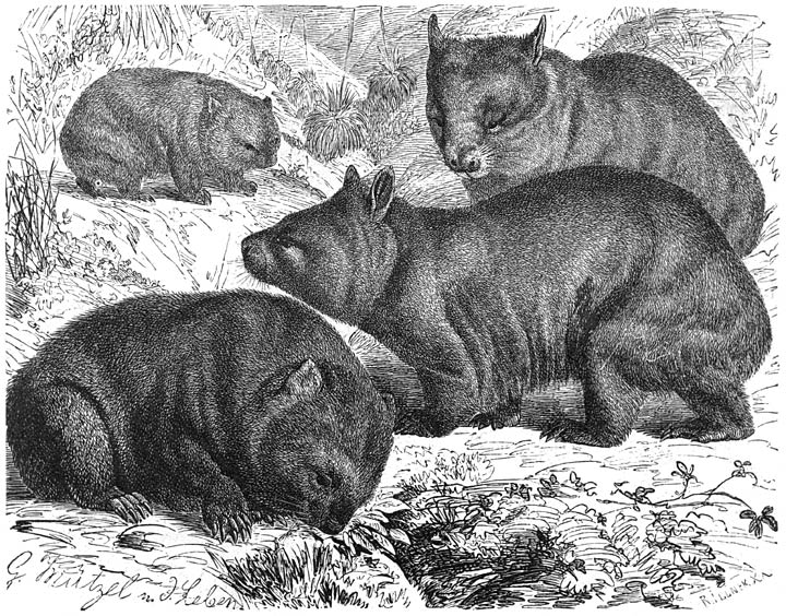 Tasmanische Wombat (Phascolomys ursinus) en Breedkoppige Wombat (Phascolimus
latifrons). 1/8 v. d. ware grootte.