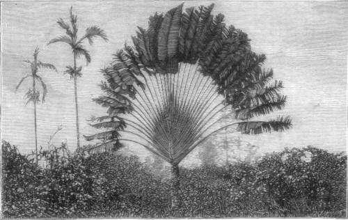 THE TALAPAT PALM.