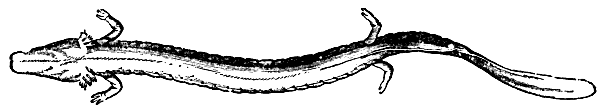 Fig. 1.—THE SEMI-BLIND SALAMANDER (PROTEUS ANGUINEUS) OF THE
ADELSBERG GROTTO, IN AUSTRIA.