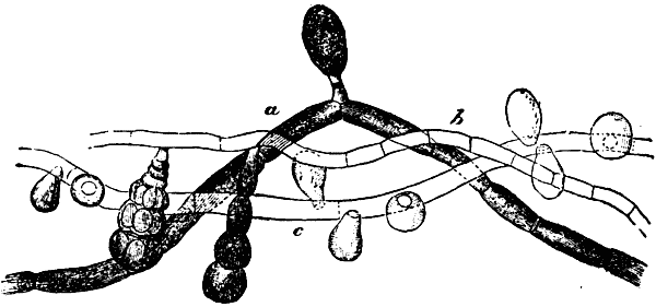Fig. 2.—GROUP OF PYRENOMYCETES, A SPECIES OF
FUNGI FREQUENT IN THE WATERS OF MINES.
