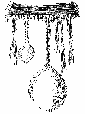 Fig. 5.—FORMS OF MOULD FUNGI FOUND
IN THE BROWN-COAL MINES NEAR
HALLE A. S.