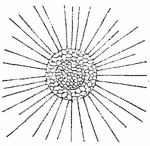 Fig. 6.—THE SUN INFUSORIUM
(ACTINOPHRYS).