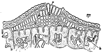 Fig. 33.—Vertical section through a very young Æcidium of Peridermium
Pini (var. acicola)