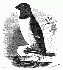 THE LITTLE AUK, OR ROTGE.
