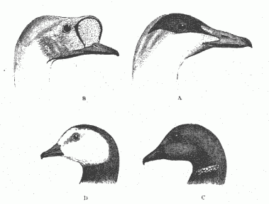 HEADS OF THE A. EIDER; B. KING DUCK; C. BARNACLE GOOSE; D. WHITE-FRONTED GOOSE.