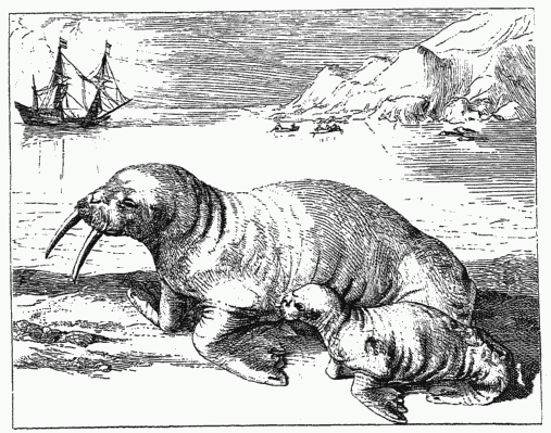 WALRUSES (female with young).