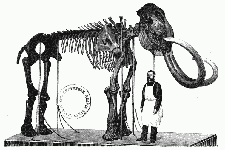MAMMOTH SKELETON IN THE IMPERIAL MUSEUM OF THE ACADEMY OF SCIENCES IN ST. PETERSBURG.