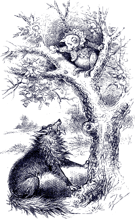 wolf looking up at pig in tree