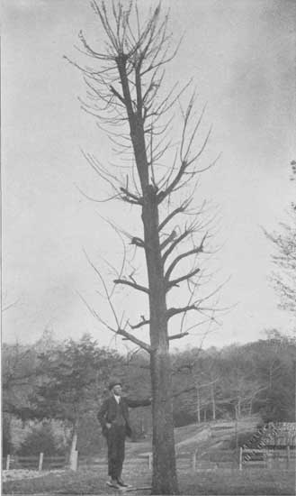 Fig. 1. Seedling pecan tree, 18 inches in diameter, cut
back in winter, showing summer's growth of vigorous shoots ready for
budding.