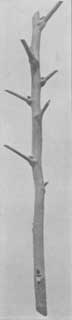 Fig. 13. Bud stick of present season's growth. The three
lower, or basal, buds are best.