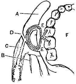 Fig. xxviii.