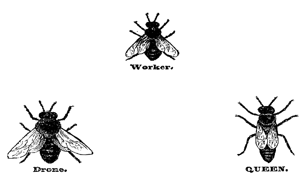 Worker, Drone and Queen