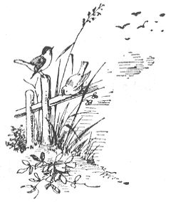 Birds on fence