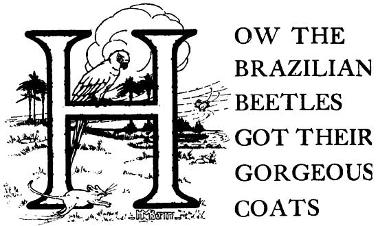 HOW THE BRAZILIAN BEETLES GOT THEIR GORGEOUS COATS