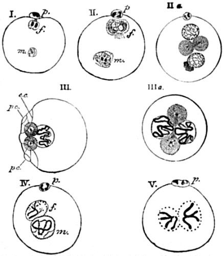 Formation and conjugation of the pronuclei in
Ascaris megalocephala.