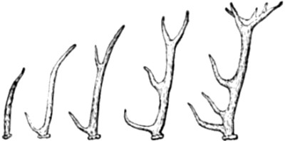 Successive stages in the development of an
existing Deer&rsquo;s Antlers.