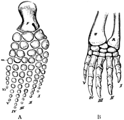 Posterior limb of Baptanodon discus
and anterior limb of Chelydra serpentina.