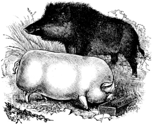 Wild Boar contrasted with a modern
Domesticated Pig.