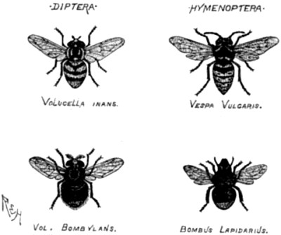 Two flies resembling
a wasp and a bee.