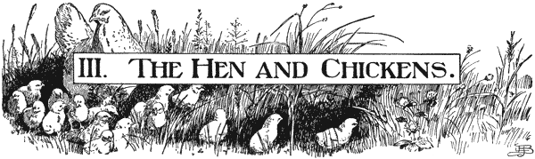 III. The Hen and Chickens
