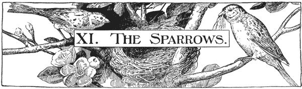 XI. THE SPARROWS