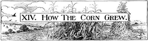 XIV. HOW THE CORN GREW