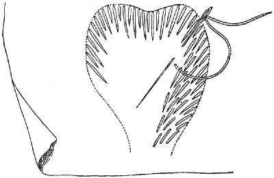 Method of working feather stitch