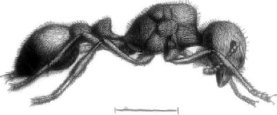 QUEEN: SIDE-VIEW, SHOWING PECULIAR CONFORMATION OF THE THORAX.