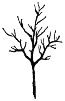 Currant Tree