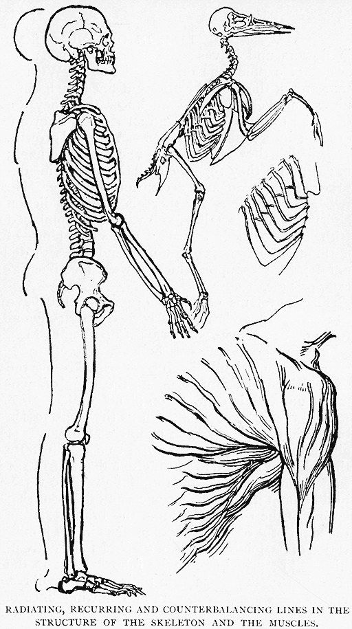 Radiating, Recurring And Counterbalancing
Lines In The Structure Of The Skeleton And The Muscles.