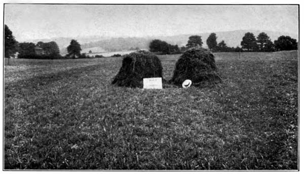 Clover and Timothy Unfertilized at the Pennsylvania
Experiment Station Yielded 2460 Pounds per Acre