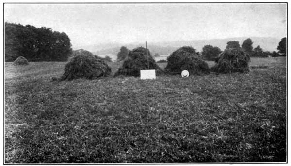 Clover and Timothy with Lime Alone at the Pennsylvania
Experiment Station Yielded 4900 Pounds per Acre