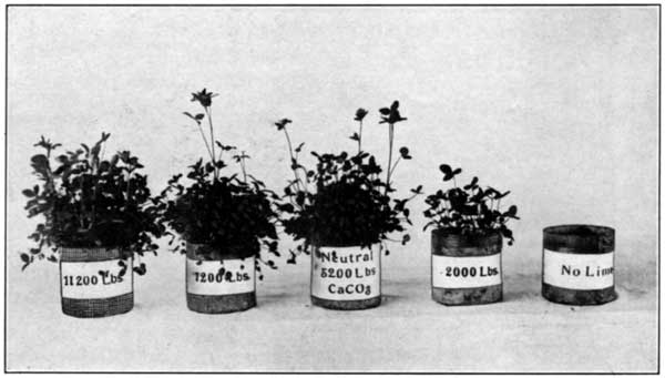 Effect of Finely Pulverised Limestone on Clover in a Soil
Having a Lime Requirement of 5200 Pounds of Limestone per Acre at the
Pennsylvania Experiment Station