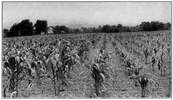 Lime Affects Growth of Corn at the Ohio Experiment
Station