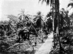 A TYPICAL OIL PALM FOREST