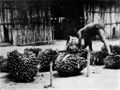 BRINGING IN THE PALM FRUIT