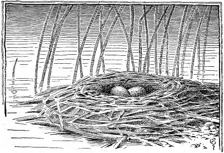 Two babies, not yet out of their eggshells, hidden among
the rushes.